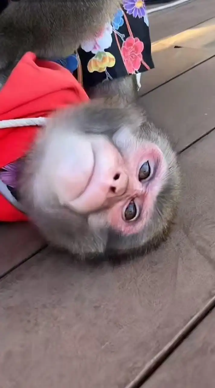 猿フォト🐵