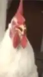 鶏卍會