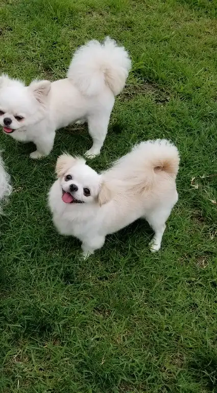 関東ペキチー会