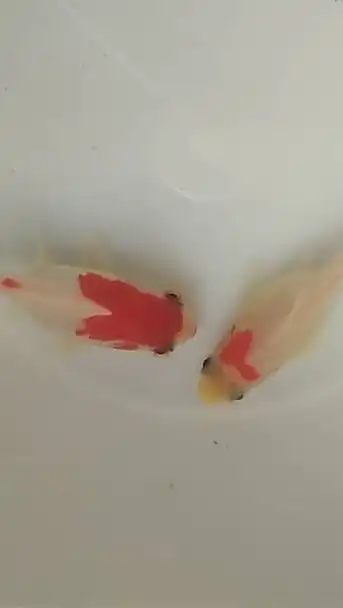 かまってまさ37歳