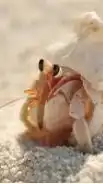 オカヤドカリ飼育委員会