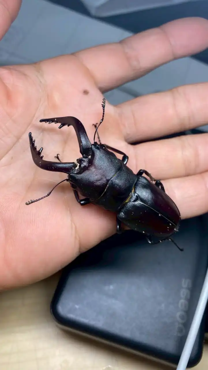 キタキュウ虫