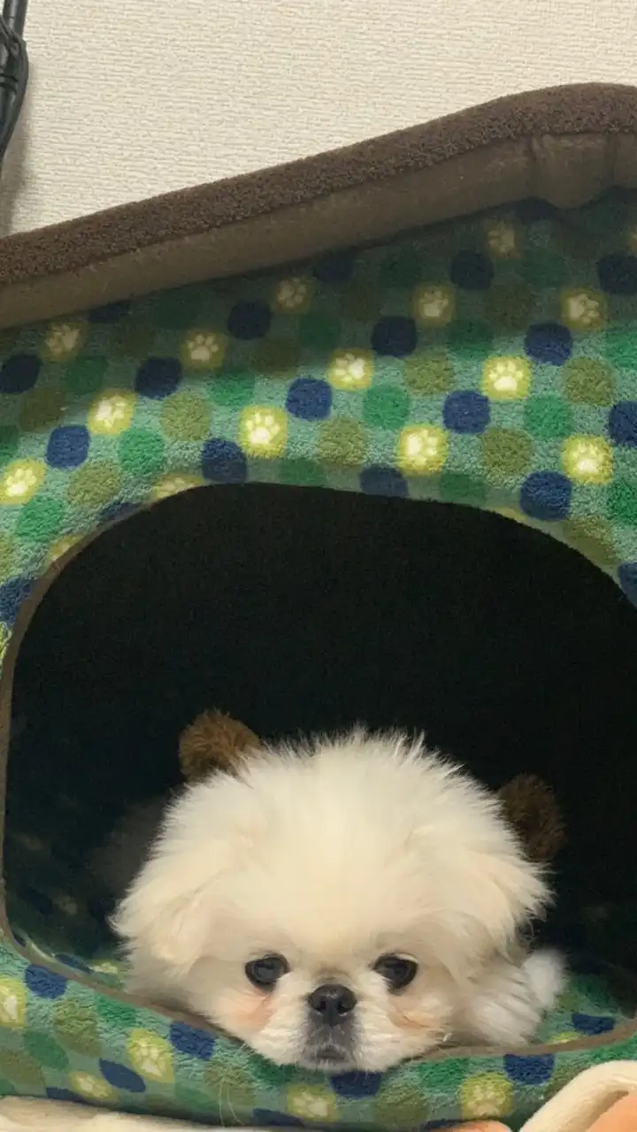 ペキニーズ  関西 ぺきちゃんず🐶🍀