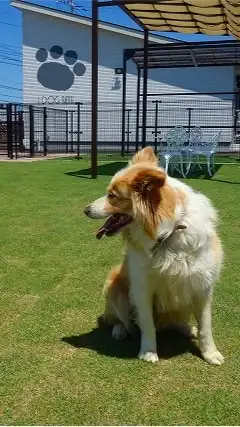 【香川】ワンコの会  in ラティ