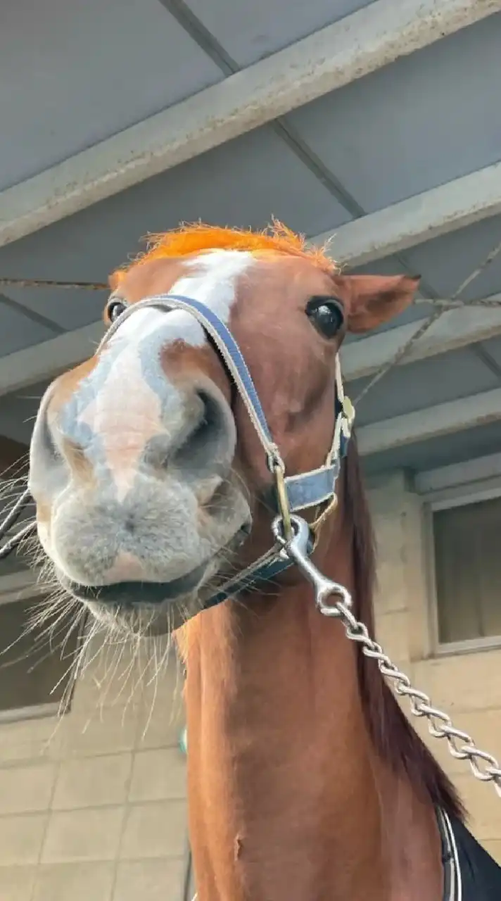広工大馬術部