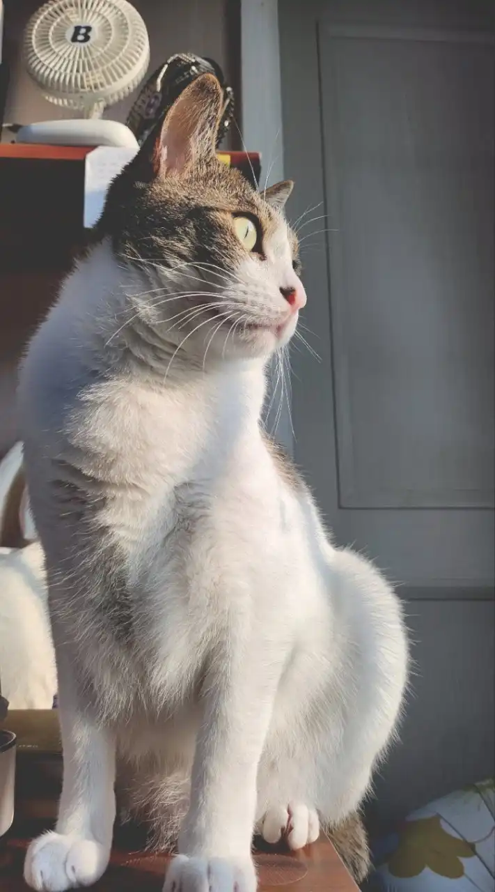 猫でんち - 猫伝染性腹膜炎(FIP)治療・観察部屋