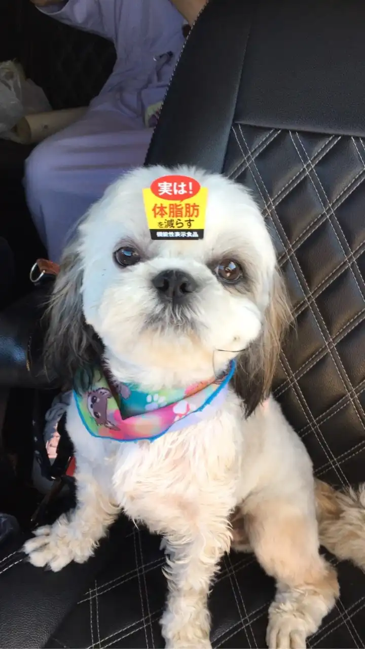 シーズー好きが集まる部屋🐶
