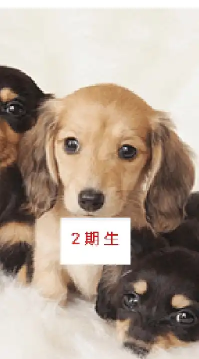 【２期生】犬 好きの会
