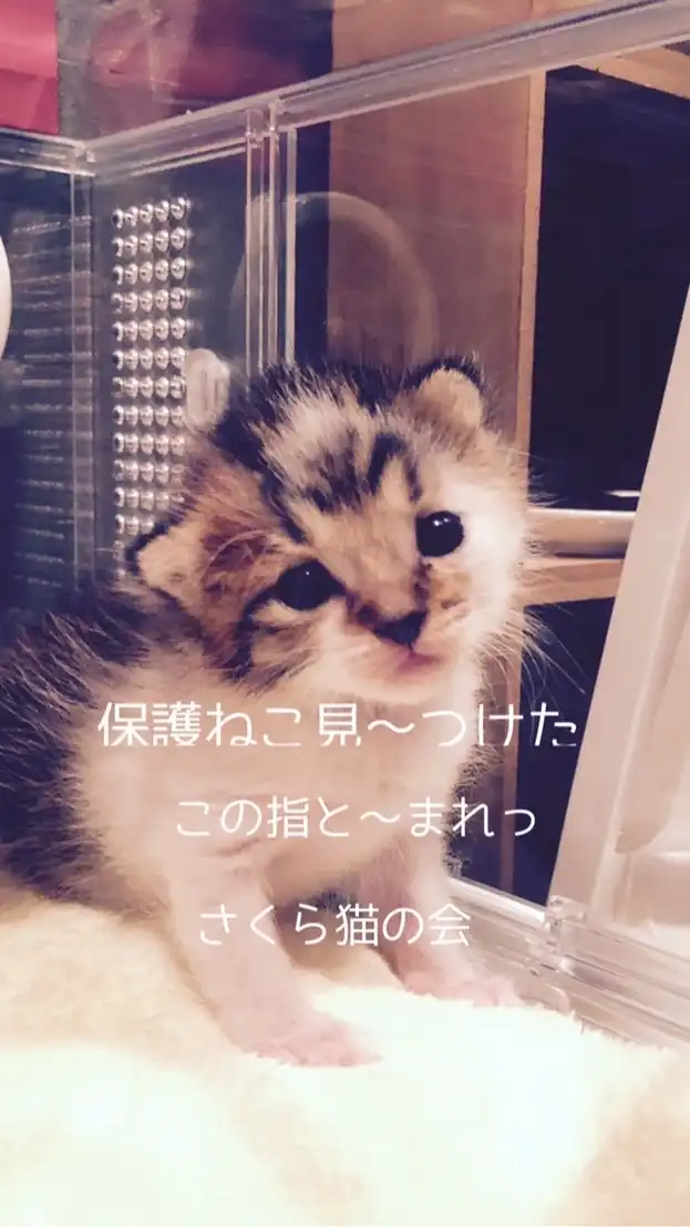 保護ねこ見〜つけた！この指とまれ！