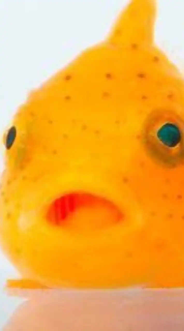 【学生限定】アクアリウム、パルダリウム、生き物部🐠🦎🦋🦜🐶