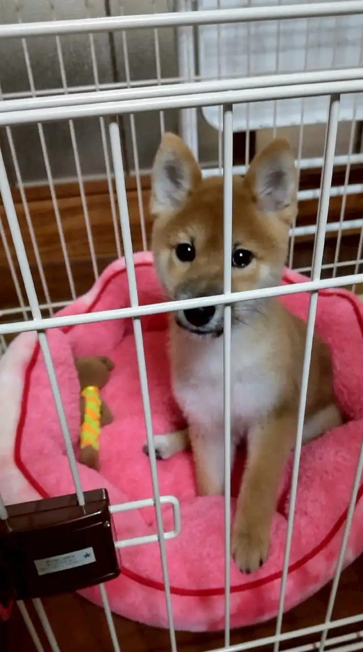 柴犬の部屋!😊😊