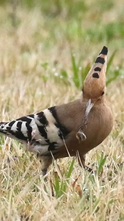 野鳥好き♡