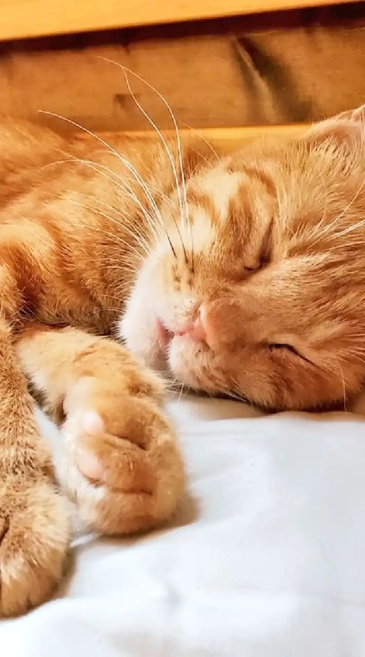 猫エイズ＋白血病