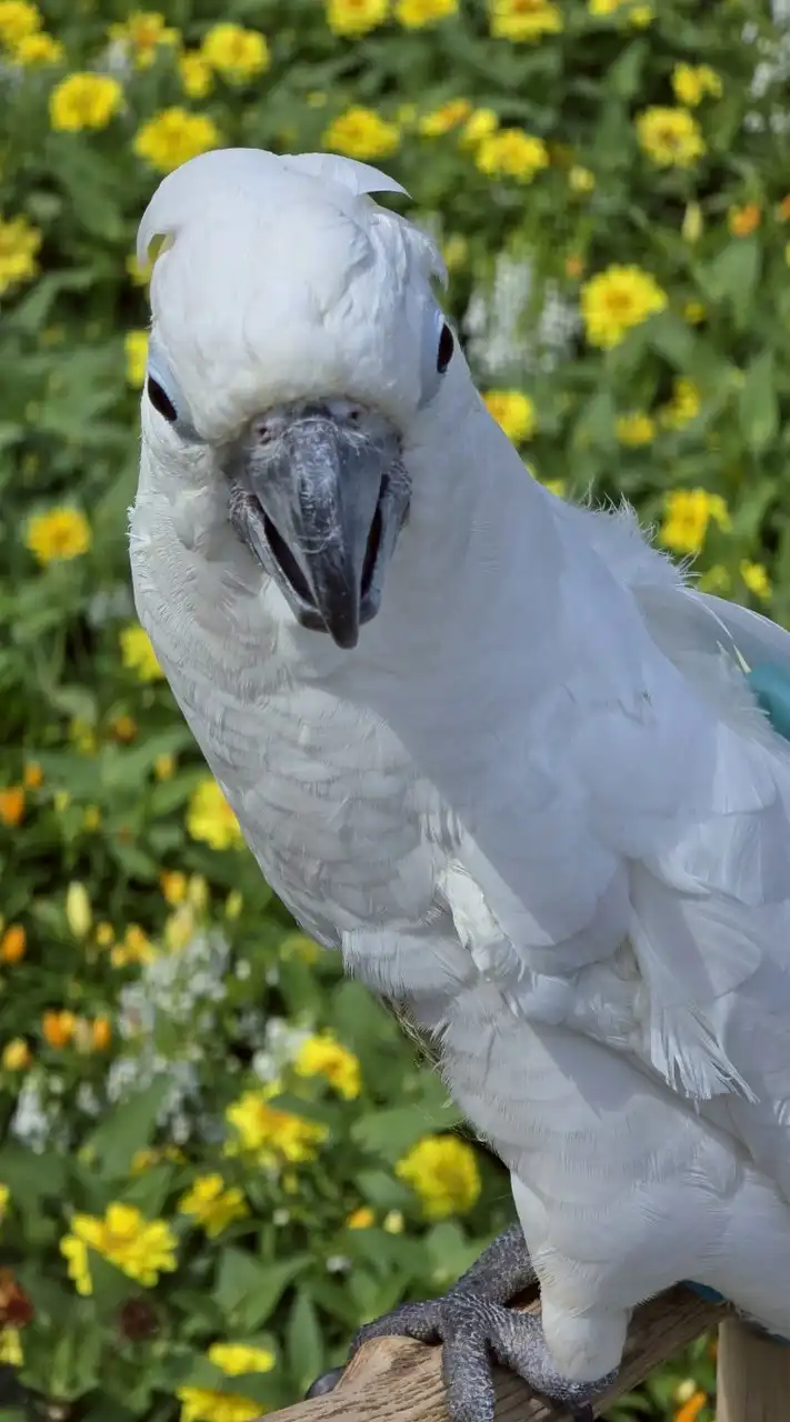🐦インコ倶楽部🐦