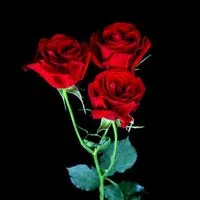 【メイン】ラブトランジット3 /バチェロレッテ/バチェラー/