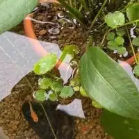 愛知メダカ好きの集い(*´︶`*)ﾉ