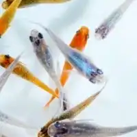 🐟九州めだか愛好会