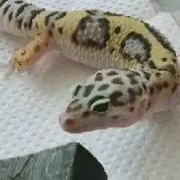 徳島の爬虫類、両生類好きの為のお部屋