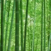 銀活倶楽部