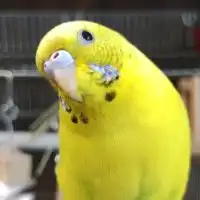 インコ好きすぎてヤバい♡