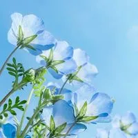 私、アルコール依存症です