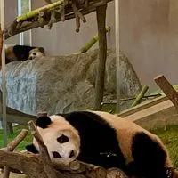 🔴大人雑談、カワウソ部。