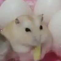 ぷにぷにおかえりキャンペーン用