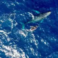 【ドローングジラ空撮会🐳2024年】