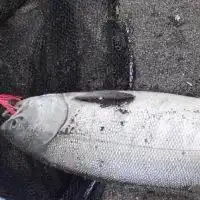 北海道　鮭釣り&サクラマス釣り愛好会(ナイスサーモンサークル)