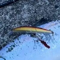北海道のサクラ、ヒラメ、青物　の会