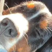 バニファミリー🐾（血統書名オバマランド）