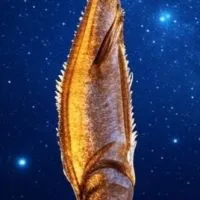 スピリチュアル魚オープンチャット#魚好きな人と一体化し隊。ついでに宇宙滅ぼしたい