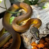 爬虫類の里親