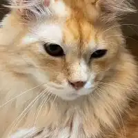 拝啓ねこ様町内会