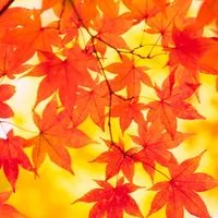 埼玉友達作り●大宮●南浦和●南越谷●武蔵浦和 ●川口☆40代50代⭐︎ランチ⭐︎飲み⭐︎カラオケ友達募集