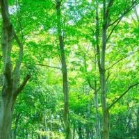 【プレゼント企画あり】副業の森🌳🌳🌳