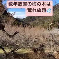 新城市「川売」の梅農園を守りたい！漬物製造業許可取得し無農薬梅干しを製造販売し消滅可能都市に活力を！