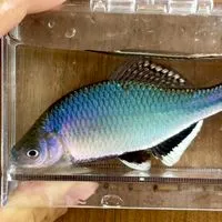 日本淡水魚好きな人集まれ〜（本オプ）