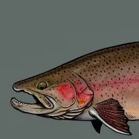 Trout Jackass