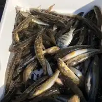 ハゼ釣り専門