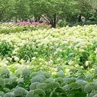 🌹ガーデニング&家庭菜園🍅のお話しましょう♡女子会みたいに楽しく🎶