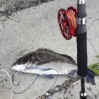 愛知県知多黒鯛釣り