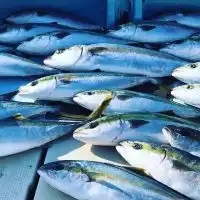 唐津近隣　釣り情報