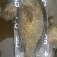 スモ研(スモールマウス研究所)たまにゃラージマウス