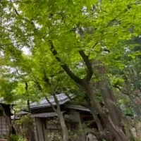 関東学院大学茶道部　　新歓🍵