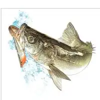 【大分】シーバス 情報🎣