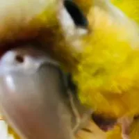 💛鳥飼いさん同士の部屋💛（インコ、オウム、フィンチなど鳥なら何でも可）