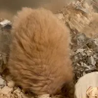 ハムスター好きな人・飼いたい人・雑談・悩み相談