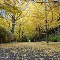 ポタリング 【東京】自転車 散歩:町ぶら ぶらポタ ポタランチ ポタカフェ  休日ポタ