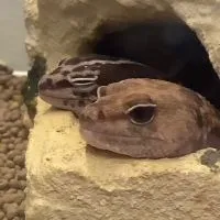沼にハマった鴨の溜まり場🦆🦆🦆